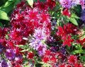 červená Záhradné kvety Ročné Phlox, Drummonda Plamienku, Phlox drummondii fotografie, pestovanie a popis, vlastnosti a pestovanie