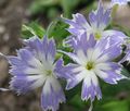 svijetlo plava Vrtne Cvjetovi Godišnji Phlox, Drummond Je Phlox, Phlox drummondii Foto, uzgajanje i opis, karakteristike i uzgoj