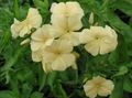žuta Vrtne Cvjetovi Godišnji Phlox, Drummond Je Phlox, Phlox drummondii Foto, uzgajanje i opis, karakteristike i uzgoj