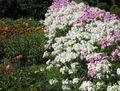 bijela Vrtne Cvjetovi Godišnji Phlox, Drummond Je Phlox, Phlox drummondii Foto, uzgajanje i opis, karakteristike i uzgoj