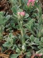 różowy Ogrodowe Kwiaty Antennariya (Łapa Kota), Antennaria dioica zdjęcie, uprawa i opis, charakterystyka i hodowla