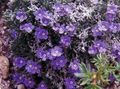 purple Garden Flowers Arctic Forget-me-not, Alpine forget-me-not, Eritrichium Photo, cultivation and description, characteristics and growing