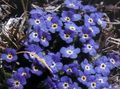 blue Garden Flowers Arctic Forget-me-not, Alpine forget-me-not, Eritrichium Photo, cultivation and description, characteristics and growing