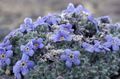 light blue Garden Flowers Arctic Forget-me-not, Alpine forget-me-not, Eritrichium Photo, cultivation and description, characteristics and growing