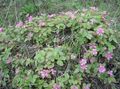 pink Garden Flowers Arctic Raspberry, Arctic Bramble, Rubus arcticus Photo, cultivation and description, characteristics and growing