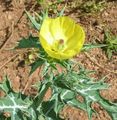 yellow Garden Flowers Argemona Photo, cultivation and description, characteristics and growing