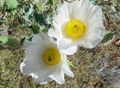 white Garden Flowers Argemona Photo, cultivation and description, characteristics and growing