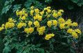 yellow Garden Flowers Arnebia, Arnebia  pulchra Photo, cultivation and description, characteristics and growing