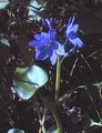 luz azul Flores do Jardim Arrowleaf Falsa Pickerelweed, Monochoria foto, cultivo e descrição, características e crescente