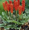 緑色 庭の花 ポトスItalicum, Arum italicum フォト, 栽培 と 説明, 特性 と 成長