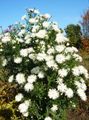 white Garden Flowers Aster Photo, cultivation and description, characteristics and growing