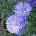 light blue Garden Flowers Aster Photo, cultivation and description, characteristics and growing