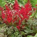 red Garden Flowers Astilbe, False Goat's Beard, Fanal Photo, cultivation and description, characteristics and growing