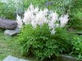 white Garden Flowers Astilbe, False Goat's Beard, Fanal Photo, cultivation and description, characteristics and growing