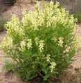 жовтий Садові Квіти Астрагал, Astragalus Фото, вирощування і опис, характеристика і зростаючий