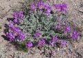 purple Garden Flowers Astragalus Photo, cultivation and description, characteristics and growing