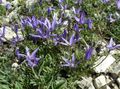 kék Kerti Virágok Asyneuma fénykép, termesztés és leírás, jellemzők és növekvő