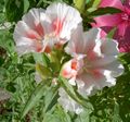 white Atlasflower, Farewell-to-Spring, Godetia Photo, cultivation and description, characteristics and growing