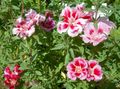 pink Atlasflower, Farewell-to-Spring, Godetia Photo, cultivation and description, characteristics and growing
