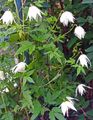 white Atragene, Small-flowered Clematis Photo, cultivation and description, characteristics and growing