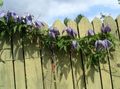 purple Atragene, Small-flowered Clematis Photo, cultivation and description, characteristics and growing