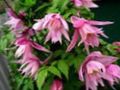 pink Atragene, Small-flowered Clematis Photo, cultivation and description, characteristics and growing