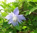 light blue Atragene, Small-flowered Clematis Photo, cultivation and description, characteristics and growing