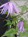 lilac Atragene, Small-flowered Clematis Photo, cultivation and description, characteristics and growing