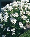 white Garden Flowers Aubrieta, Rock Cress Photo, cultivation and description, characteristics and growing