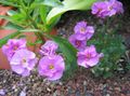 pink Garden Flowers Aubrieta, Rock Cress Photo, cultivation and description, characteristics and growing