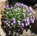lilac Garden Flowers Aubrieta, Rock Cress Photo, cultivation and description, characteristics and growing