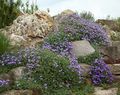 light blue Garden Flowers Aubrieta, Rock Cress Photo, cultivation and description, characteristics and growing