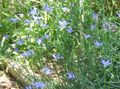 Foto Austrālijas Bluebell, Garš Bluebell apraksts, raksturlielumi un augošs