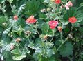 red Garden Flowers Avens, Geum Photo, cultivation and description, characteristics and growing