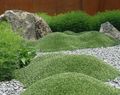 зелен Градински цветове Azorella, Yareta снимка, отглеждане и описание, характеристики и култивиране