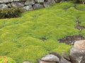 žalias Sodo Gėlės Azorella, Yareta Nuotrauka, auginimas ir aprašymas, charakteristikos ir augantis