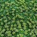 zielony Ogrodowe Kwiaty Azorella zdjęcie, uprawa i opis, charakterystyka i hodowla