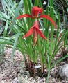 red Garden Flowers Aztec Lily, Jacobean Lily, Sprekelia Photo, cultivation and description, characteristics and growing