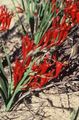 rouge Babouin Fleurs, Babiana, Gladiolus strictus, Ixia plicata Photo, la culture du sol et la description, les caractéristiques et un cultivation