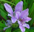 light blue Baboon Flower, Babiana, Gladiolus strictus, Ixia plicata Photo, cultivation and description, characteristics and growing