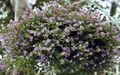 lilac Garden Flowers Bacopa (Sutera) Photo, cultivation and description, characteristics and growing