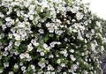 white Garden Flowers Bacopa (Sutera) Photo, cultivation and description, characteristics and growing