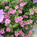 pink Garden Flowers Bacopa (Sutera) Photo, cultivation and description, characteristics and growing