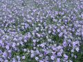 light blue Garden Flowers Bacopa (Sutera) Photo, cultivation and description, characteristics and growing