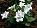 blanco Flor De Globo, Bellflower Chino, Platycodon Foto, cultivo y descripción, características y cultivación