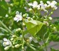 white Garden Flowers Balloon Vine, Love in a Puff, Heartseed, Cardiospermum halicacabum Photo, cultivation and description, characteristics and growing