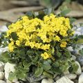 gelb Gartenblumen Barbarea Rupicola Foto, Anbau und Beschreibung, Merkmale und wächst