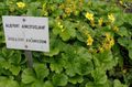 κίτρινος Λουλούδια κήπου Άγονη Φράουλα, Waldsteinia ternata. φωτογραφία, καλλιέργεια και περιγραφή, χαρακτηριστικά και φυτοκομεία