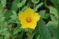 yellow Garden Flowers Bartonia aurea Photo, cultivation and description, characteristics and growing