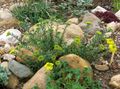 amarillo Flores de jardín Canasta De Oro, Alyssum Foto, cultivo y descripción, características y cultivación